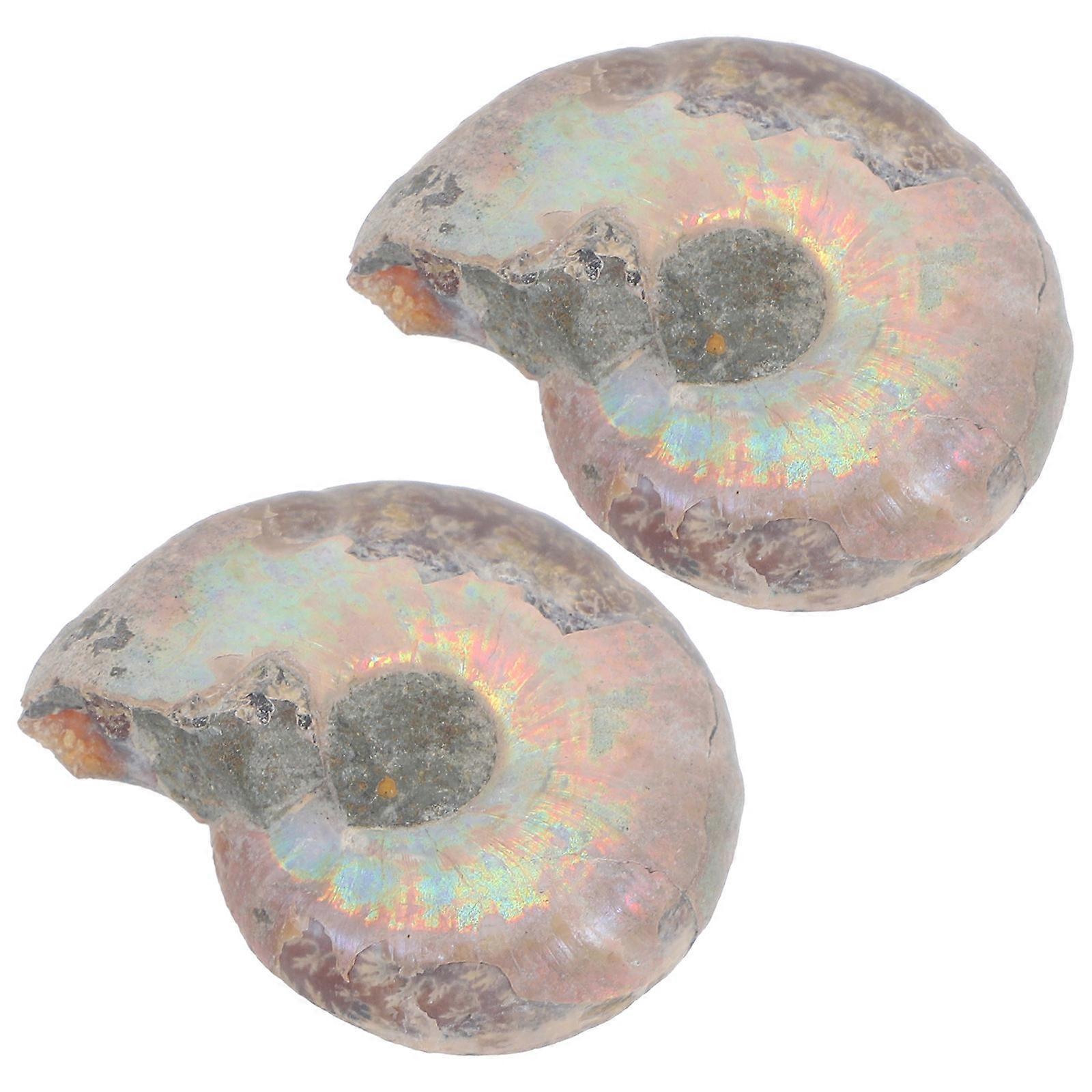 Natural Ammonite Models Educational Set for Decoration 6Pcs