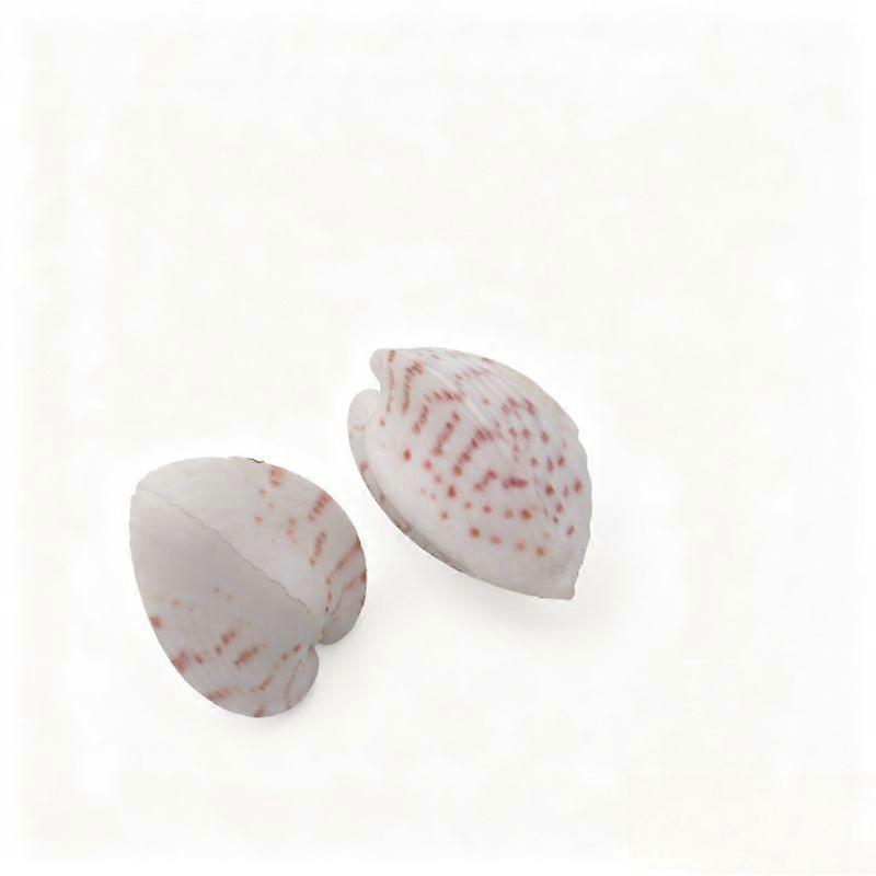 Natural Cone Snail Conch Shells For Aquarium Aquascaping Decor