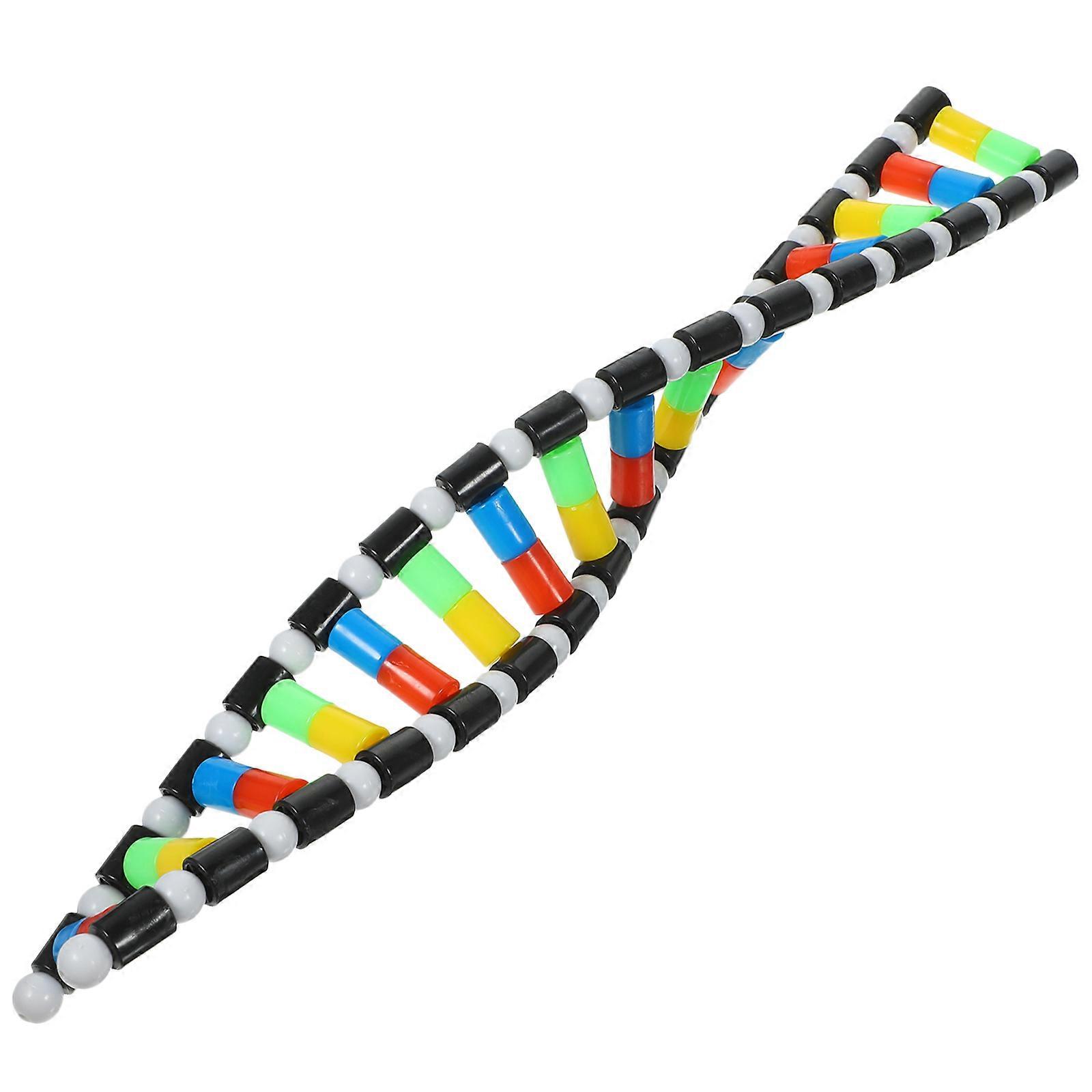 DNA Model Double Helix Model DNA Display Component for Science Teaching Display