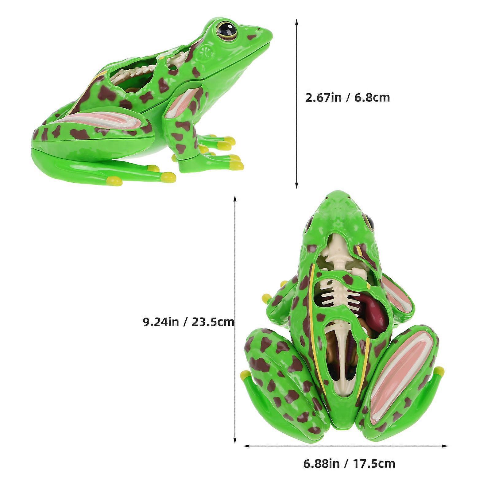 Educational Toy Frog Anatomy Model for Students Frog Dissection Kit