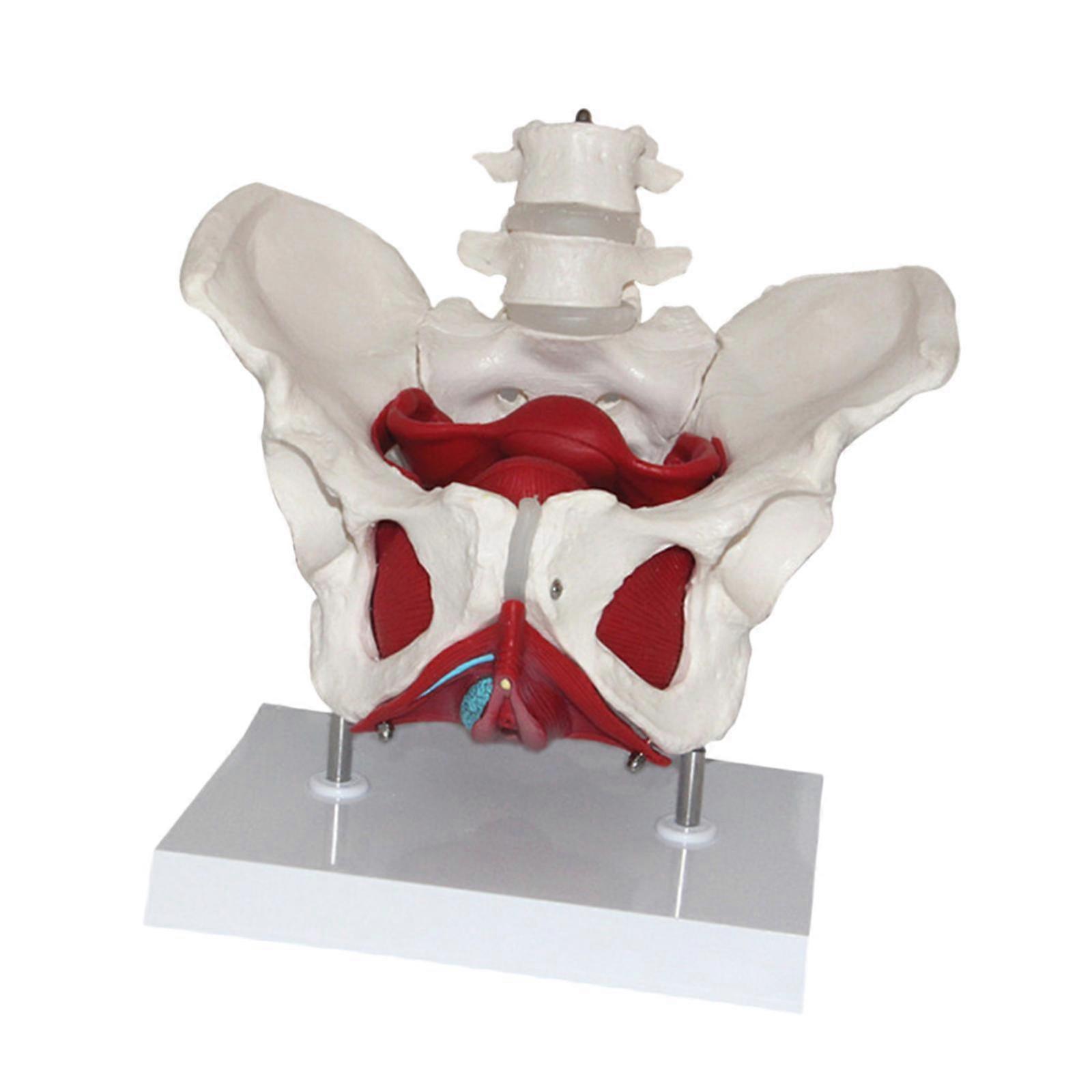 Kadın Pelvis Modeli İskelet Tıbbi Model Obstetrikte Ebe Ekran için
