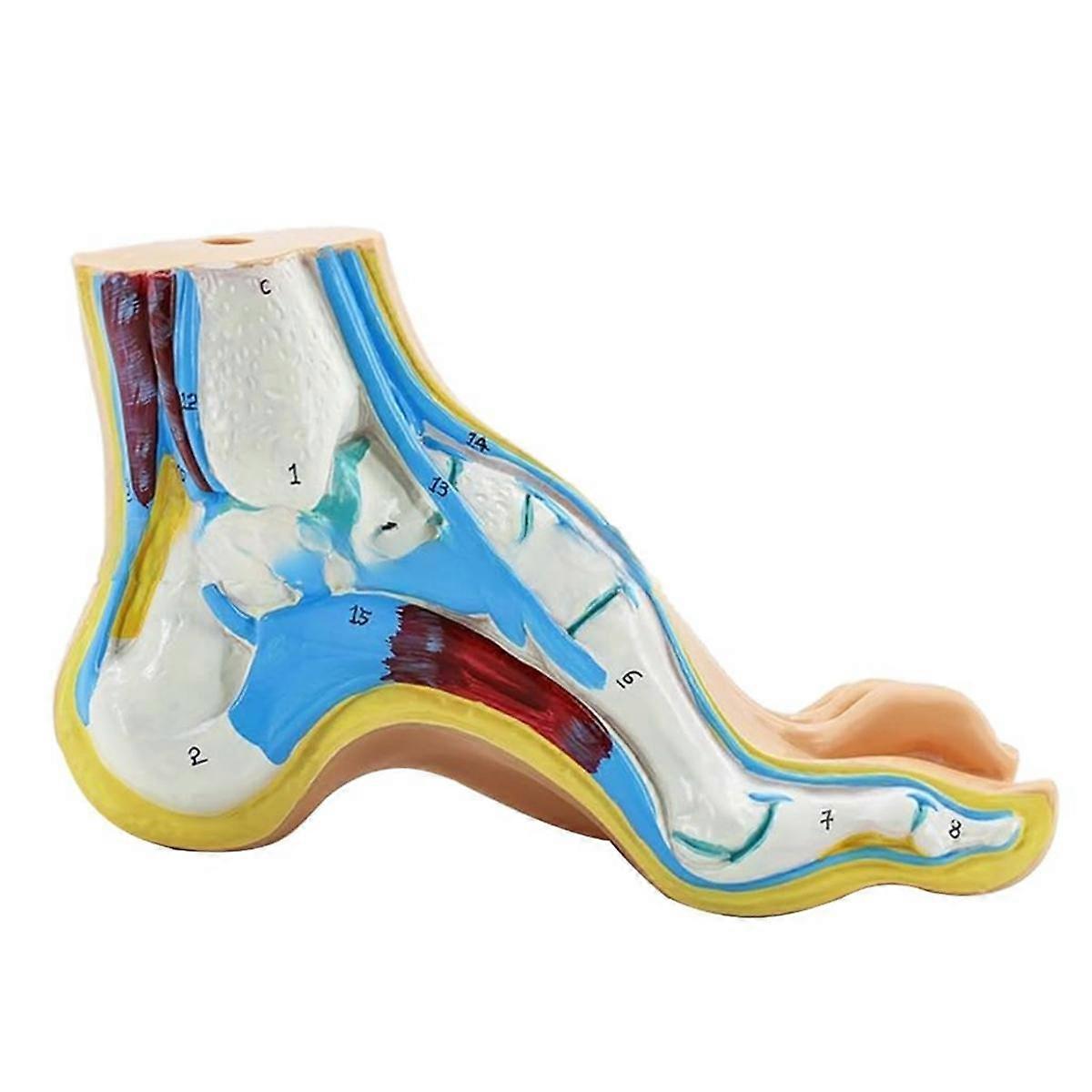 Model anatomii stopy, model stopy anatomii człowieka, model stopy z normalnym płaskim łukiem, model mięśni ludzkiej stopy Płaskostopie()