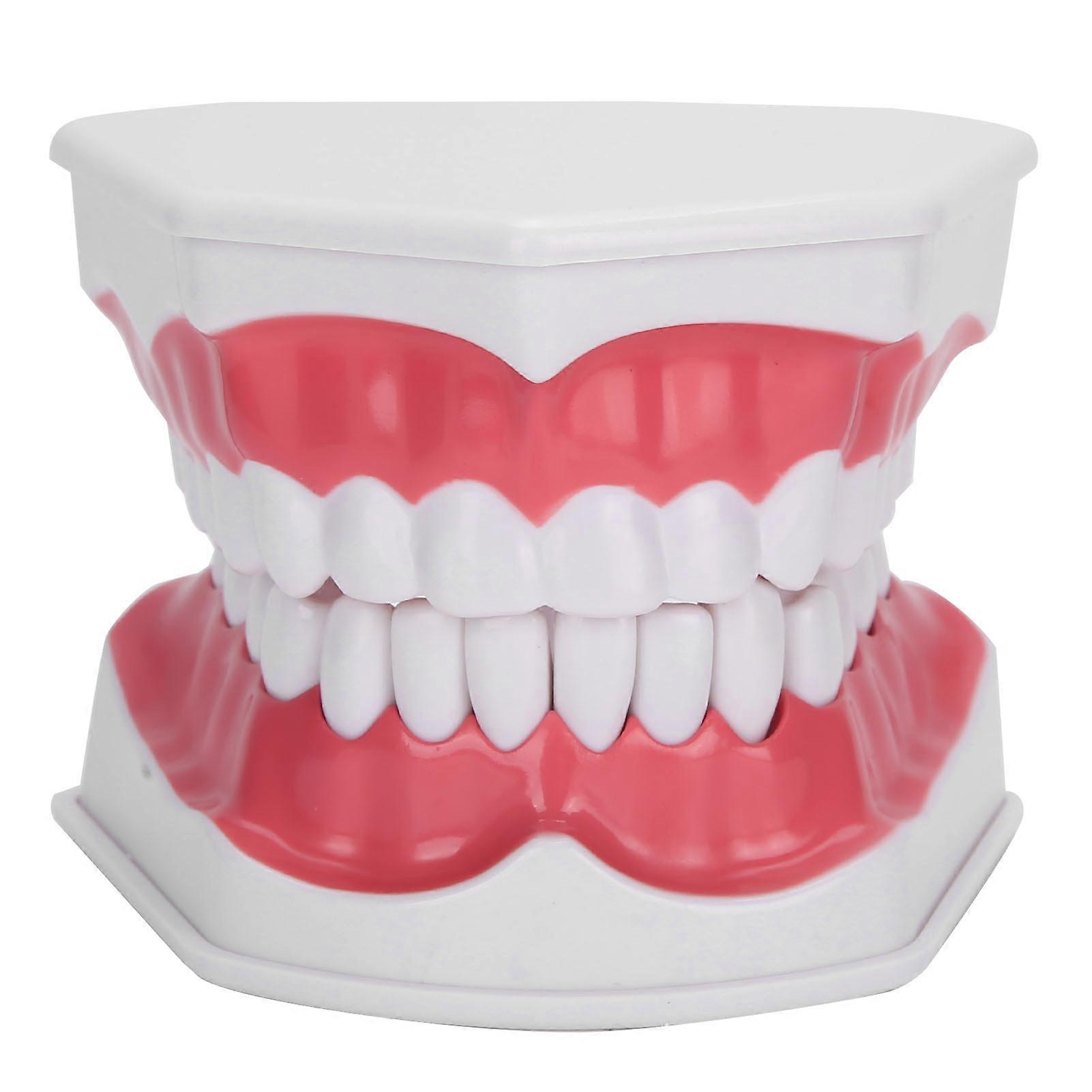 Dental Teaching Teeth Model 2X Magnifying Teeth Model Dentist Teaching Training Tool