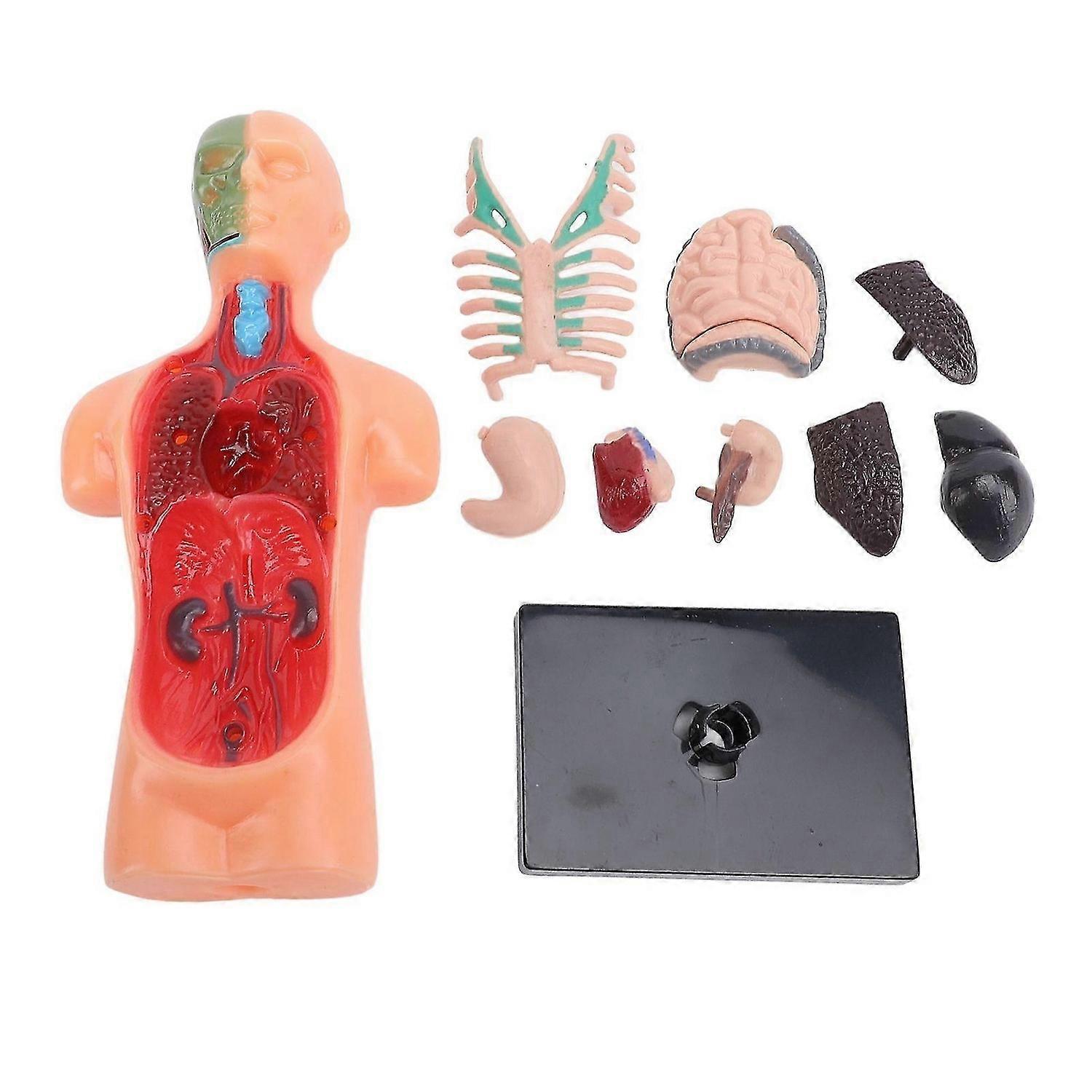 2025 Latest Model Human Body Model Skeleton Structure Educational Anatomy and ...