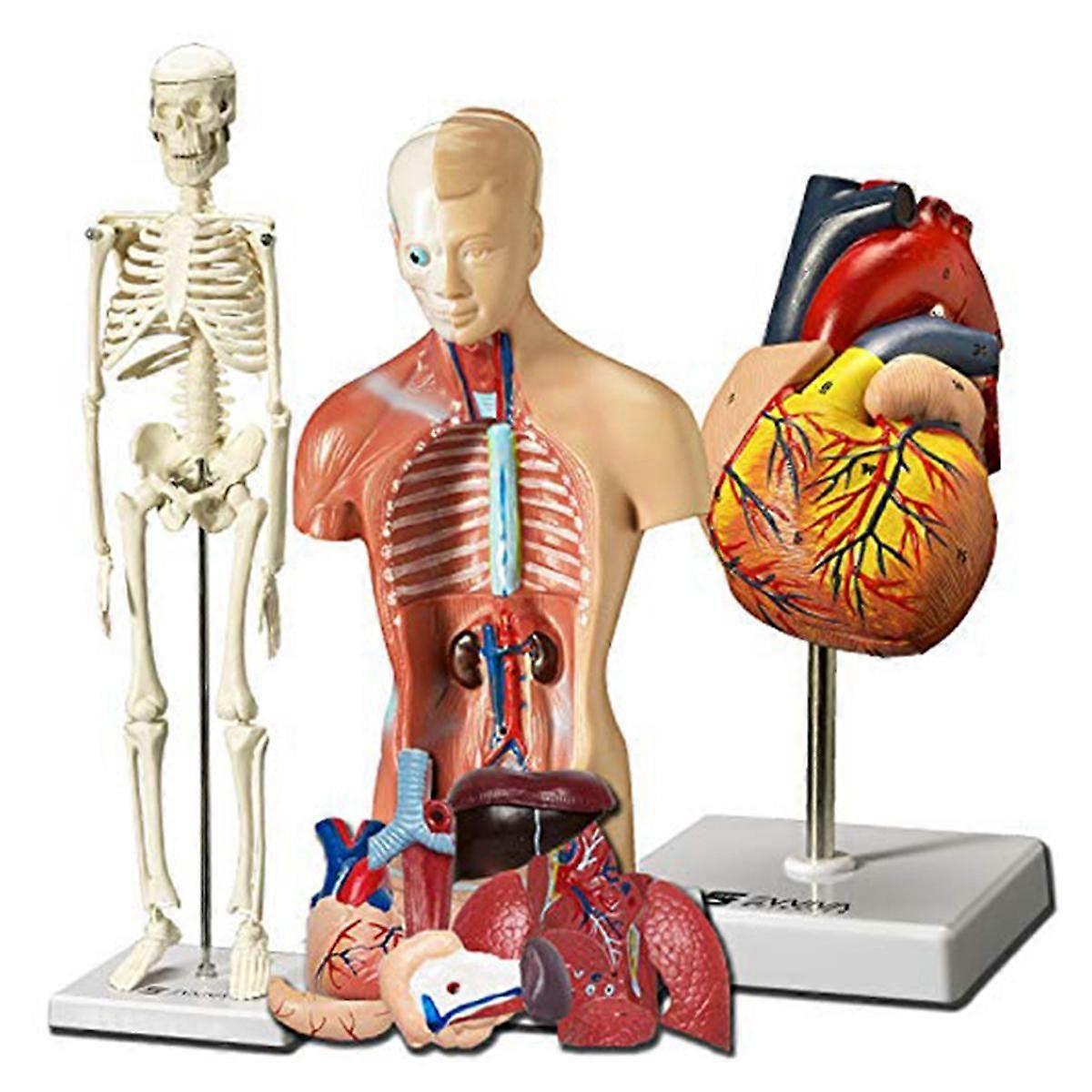 Human Heart, Torso and Skeleton Model - Hands-on 3D Model Learning Tool for Anatomy and Physiology