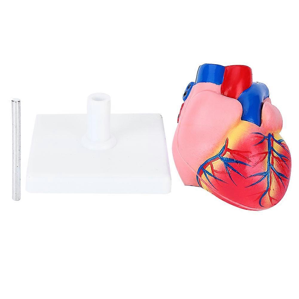 1:1 Anatomical Human Heart Model Life Size Scientific Teaching Tool