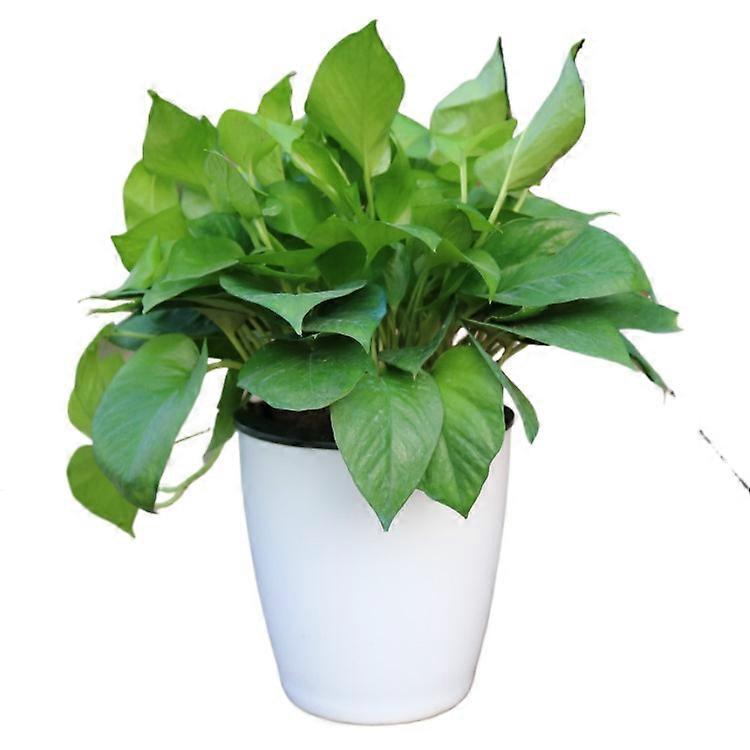Automatic water absorption lazy pot large size creative hydroponic plastic