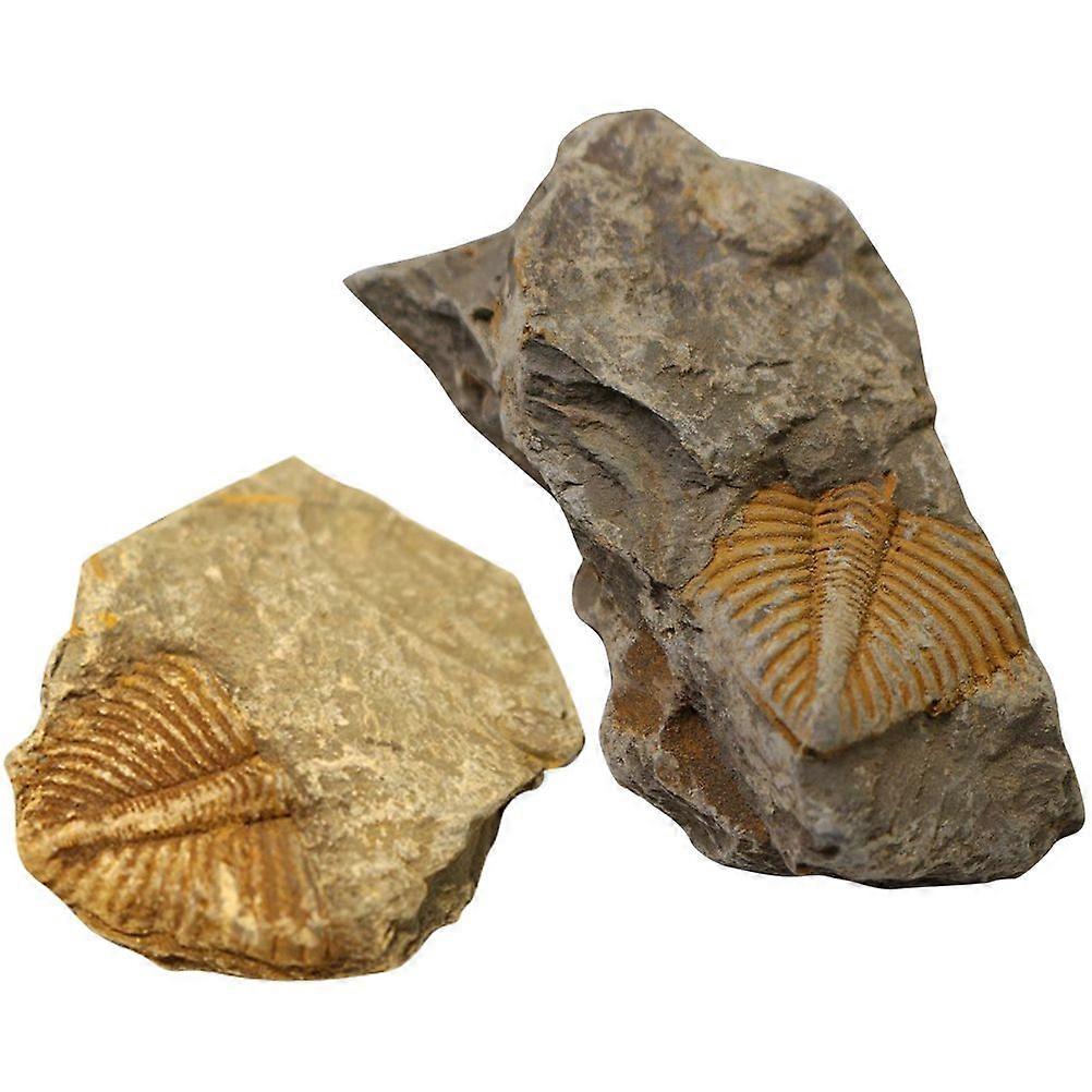 2Pcs Trilobite Paleontology Fun Science Ornaments Teaching Props