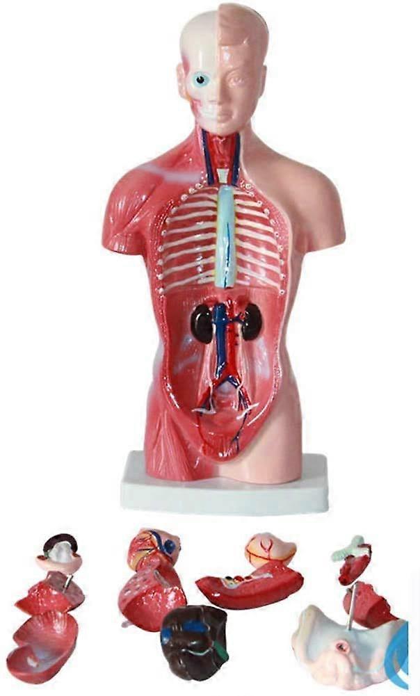 Human Torso Anatomy Model with Removable Organs, 28cm PVC Educational Classroom Display