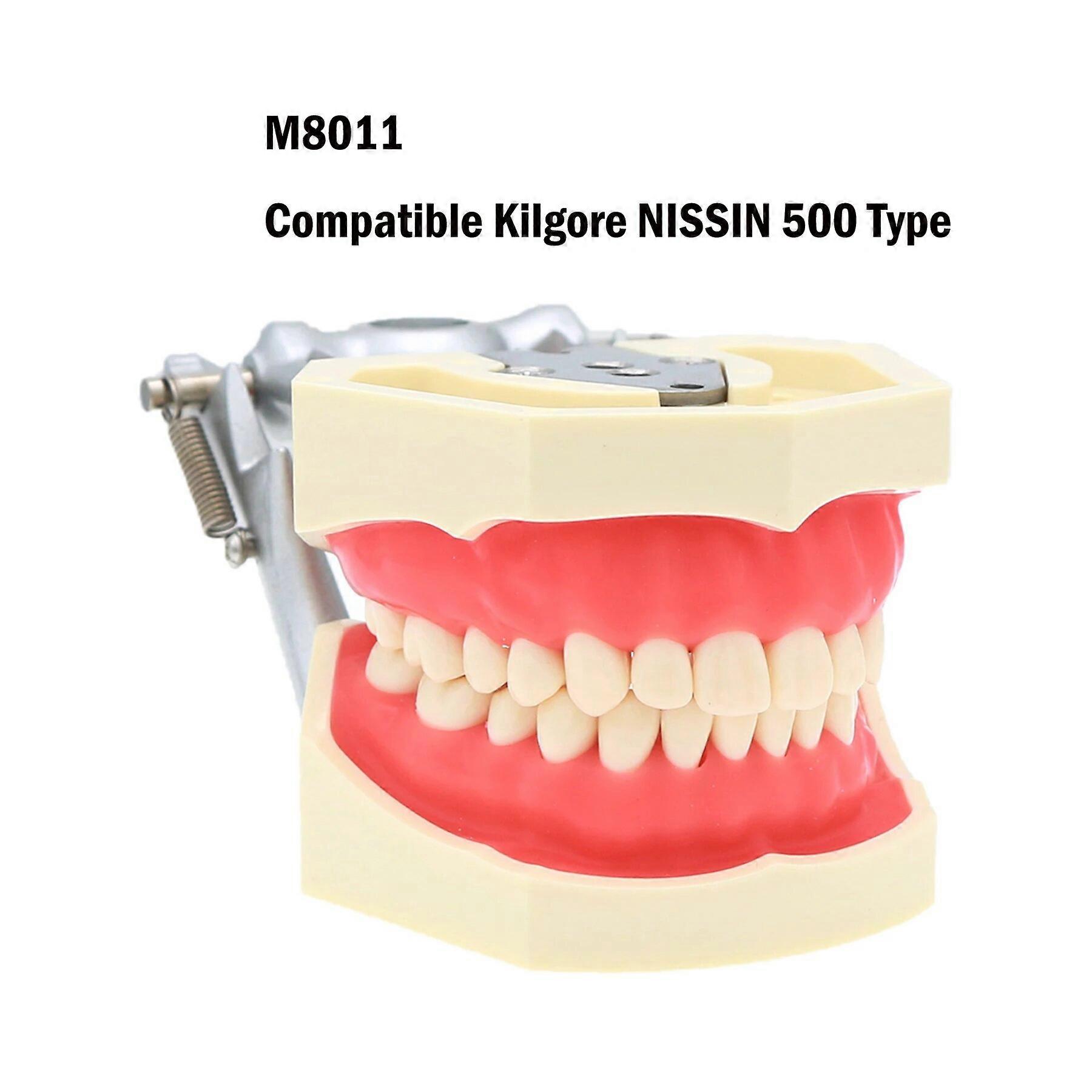 Dentistry Model With Removable 28pcs Teeth For Kilgore NISSIN 500 Type Typodont Dental Teaching Model