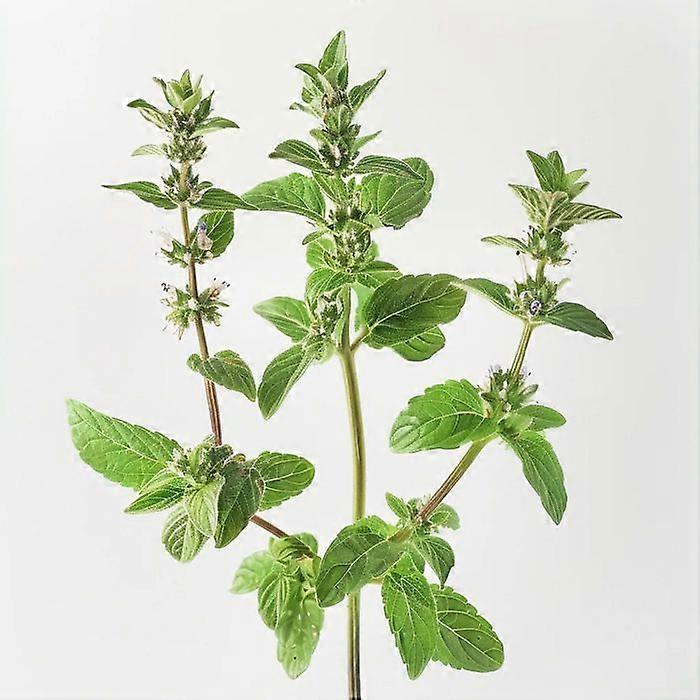 1000 粒薄荷黄果种子 (Mentha pulegium) - SemiWild Permaculture