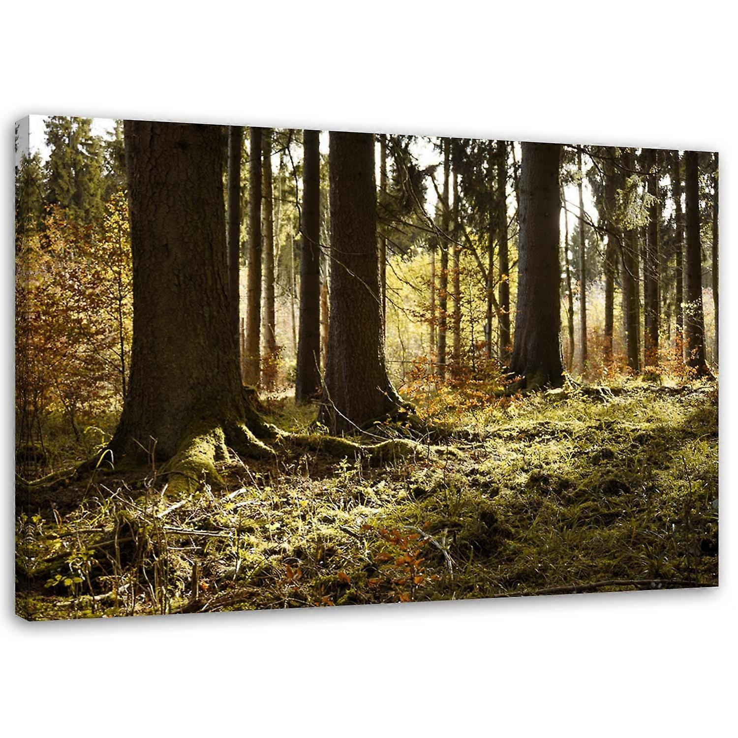 Fotobehang, Forest Misty landschap - 120x80