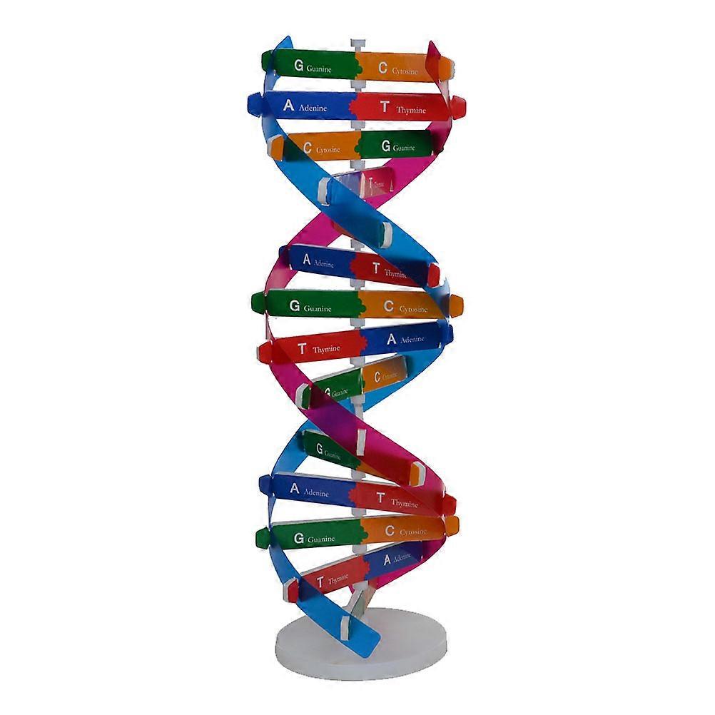 Dna Science Model Biological Science Experiment Tool For Kids Students 3311.3cm 1Set