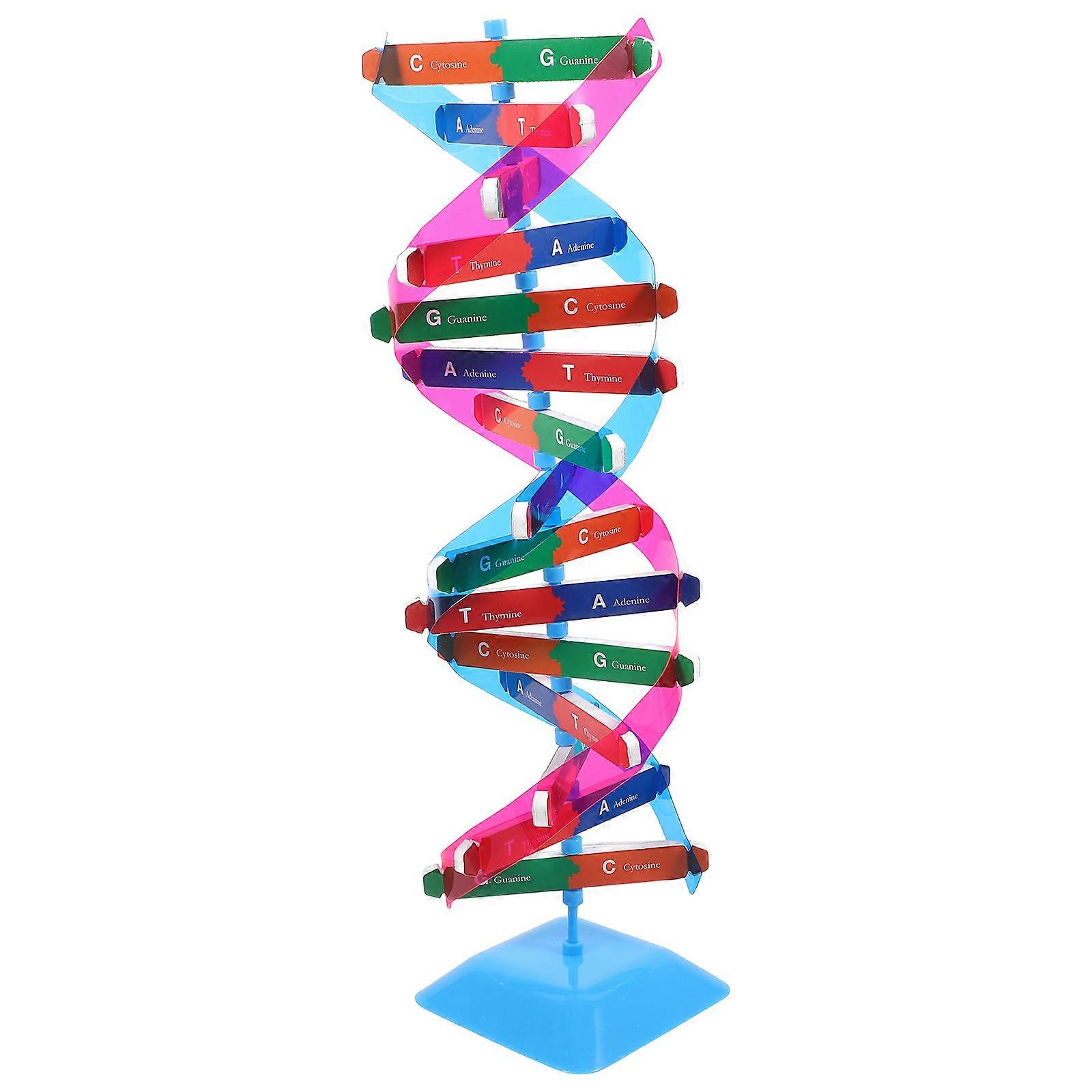 Dna Model Double Helix Structure for Classroom Teaching 1Set Biology Kit