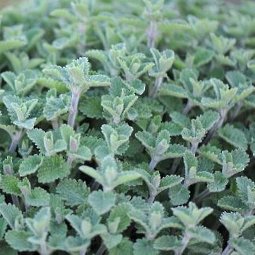 Nepeta Six Hills Gigante. Nébeda.