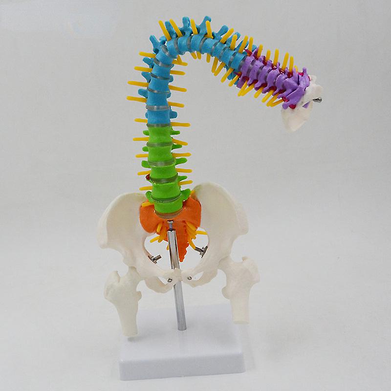 45Cm Flexible Colored Spine Model Medical Teaching Tool Skeleton Anatomy Pelvis Bone Skeleton System Anatomical Model