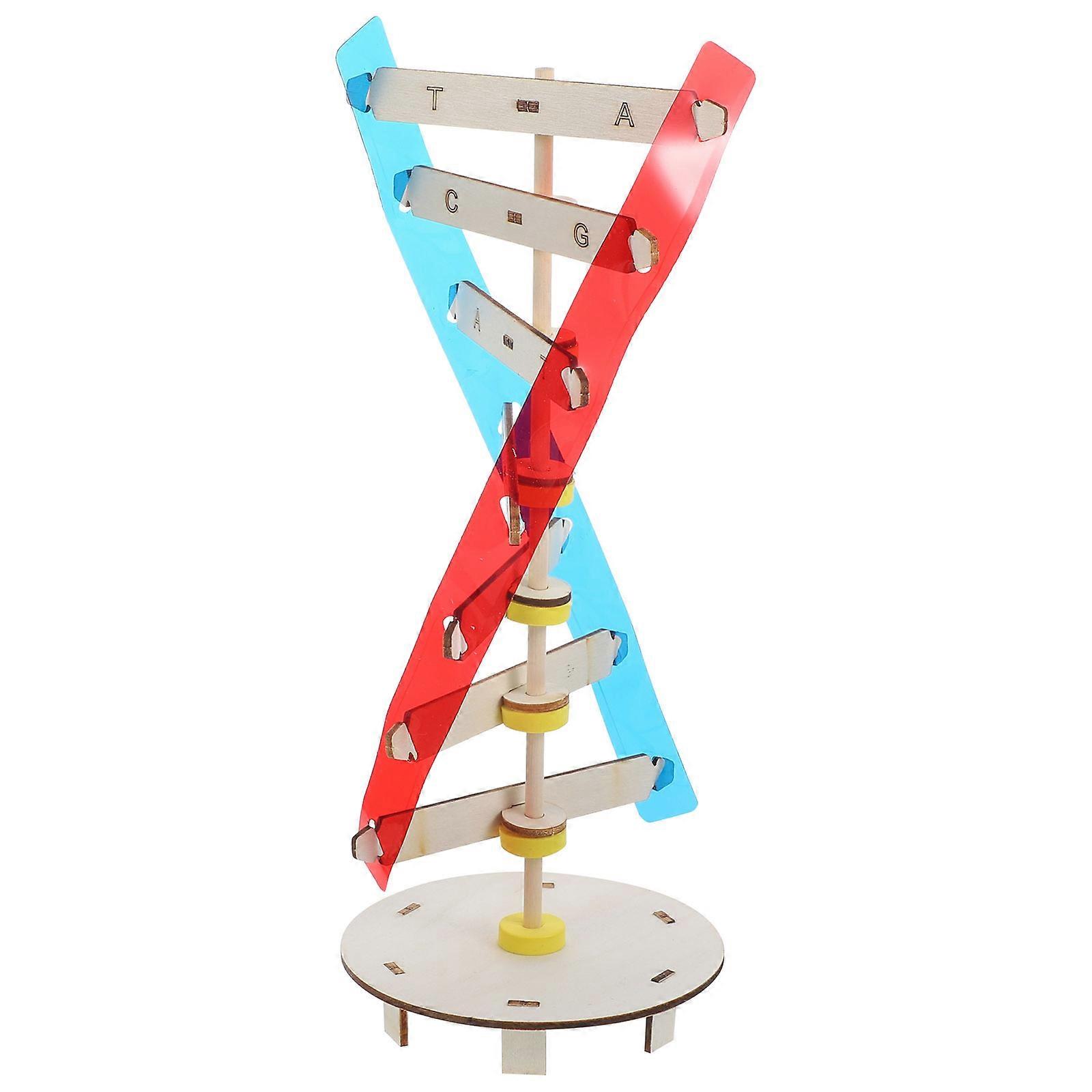 Plastic Dna Model Human Genes Model for Biology Teaching