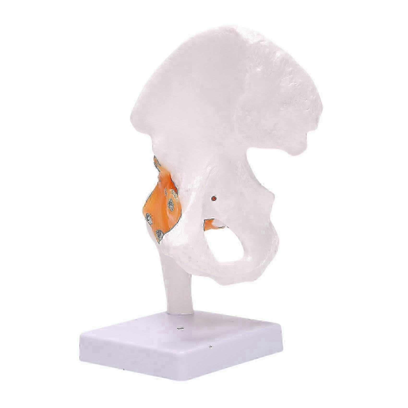Life Size Hip Bone Model - Hip Joint Model with Flexible Ligaments and Bony Landmarks Human Hip Joi
