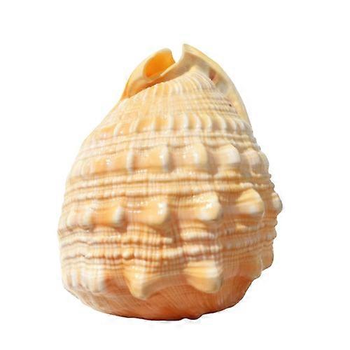 Cypraecassis Rufa Helmet Seashell For Aquarium Decoration