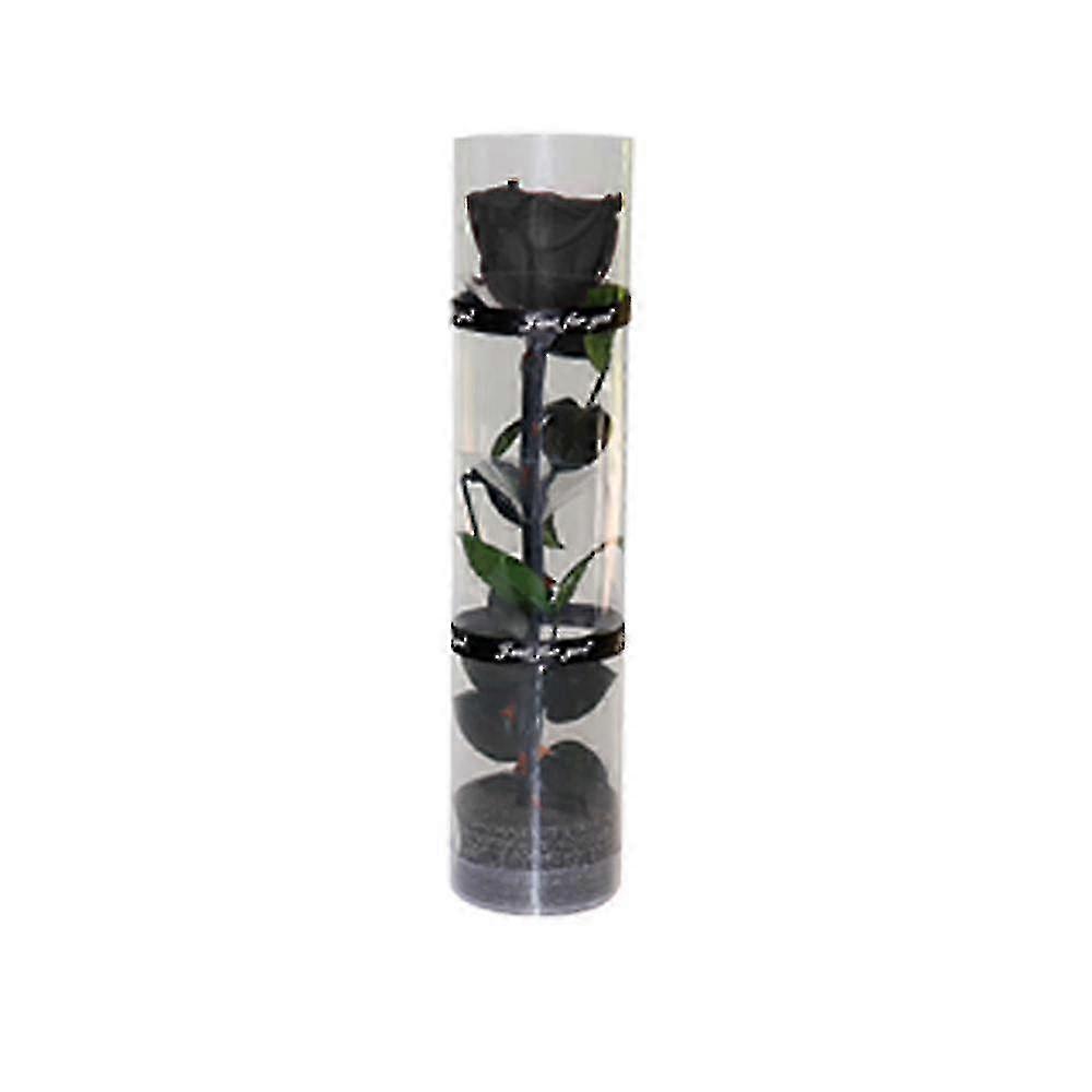 Rose véritable préservée, rose éternelle à floraison éternelle