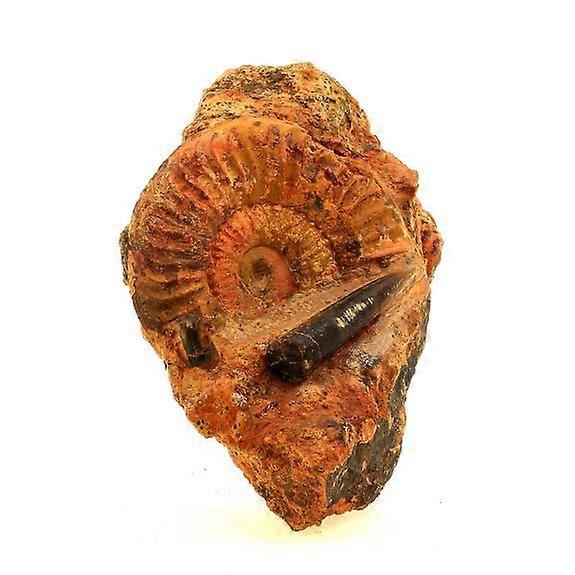 Fossil Grammoceras Penestriatulum + Belemnite 1567.0 carats (6 cm)
