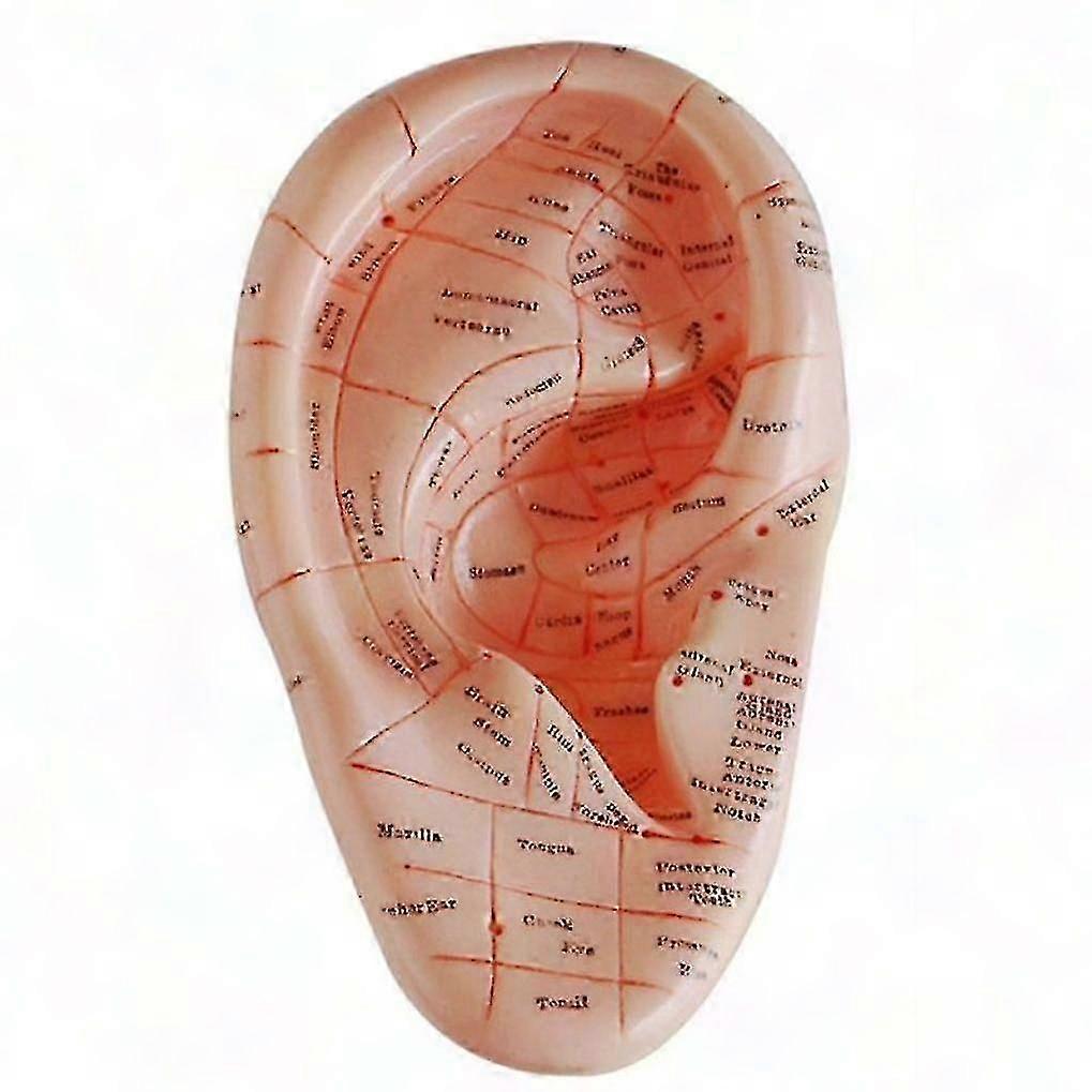 Ear Acupuncture Model Auricular Points Acupressure Therapy Training Aid