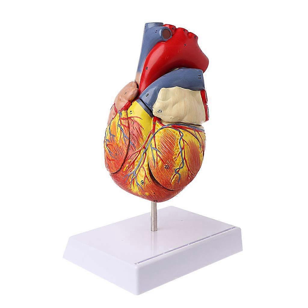 Human Heart Anatomy Model with Realistic Structure, 2Part Disassembly, Educational Medical Tool