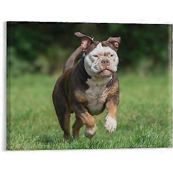 Jigsaw Puzzle Animal Bulldog Dog Jigsaw Puzzles Modern Artwork Home Office Decor Print VV585