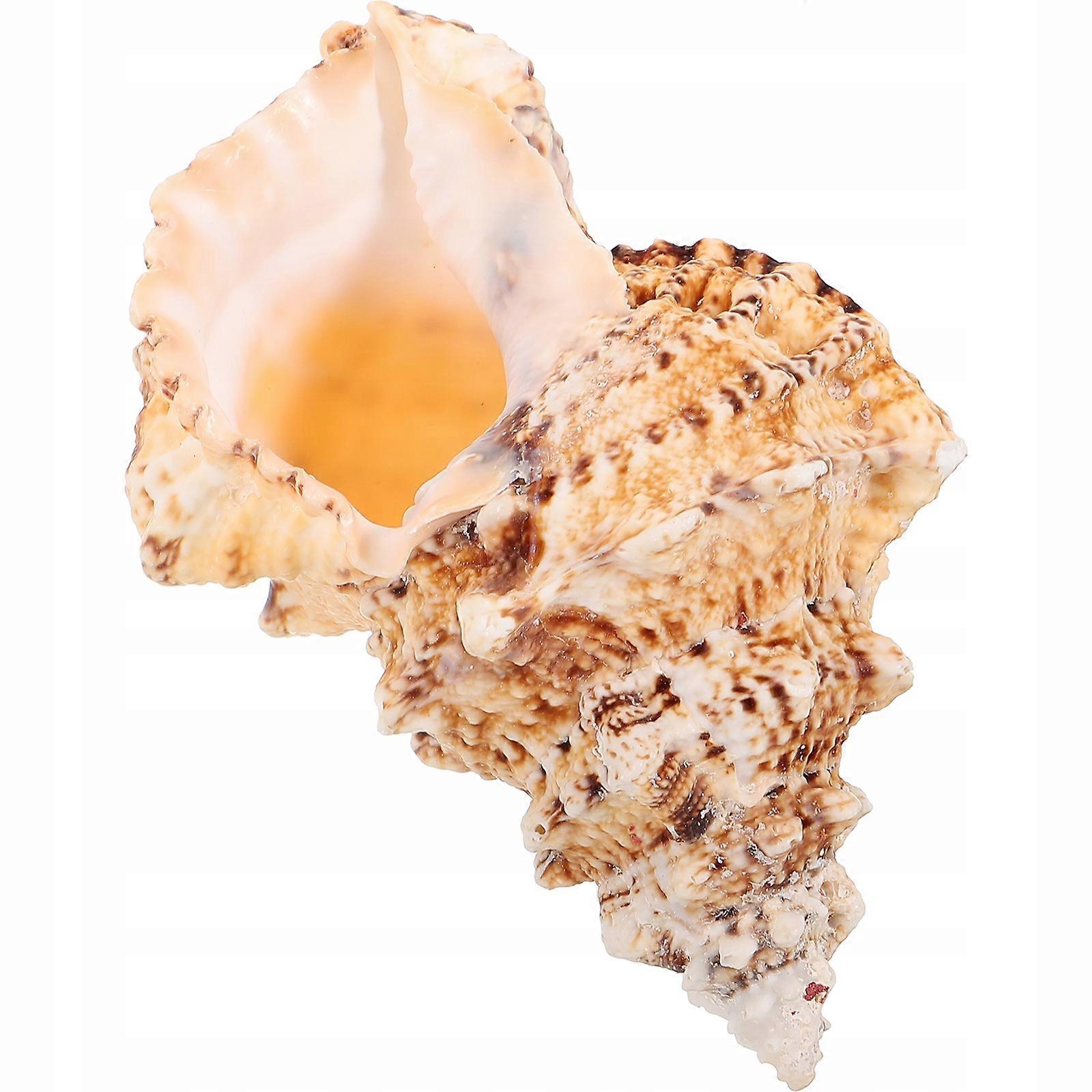 Shell Sculpture Large Shells Aquarium Decoration Shell