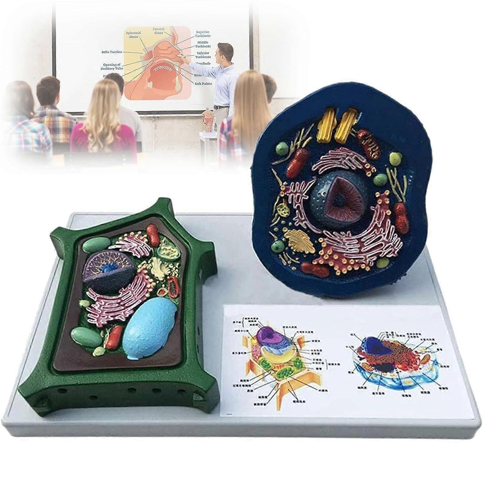Animal and Plant Cell Model with Realistic Texture for Biology Classroom Visual Comparison Display