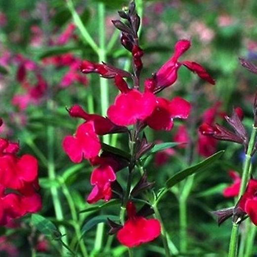 Salvia Raspberry Ripple. El sabio de Gregg