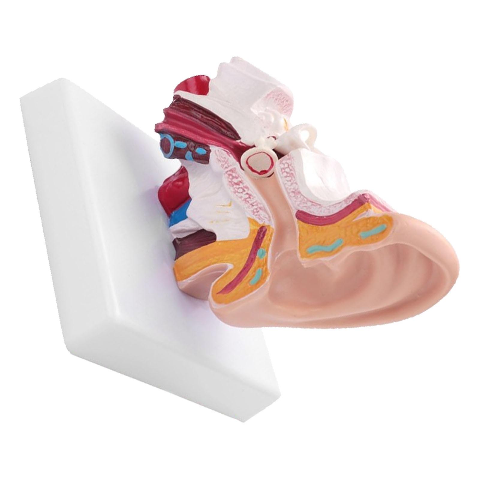 Human Ear Anatomy Model 1.5 Times Enlarged PVC Anatomical Ear Model for Learning Display Research 
