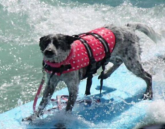 Pet life jacket dog swimsuit big and small dog swimming supplies
