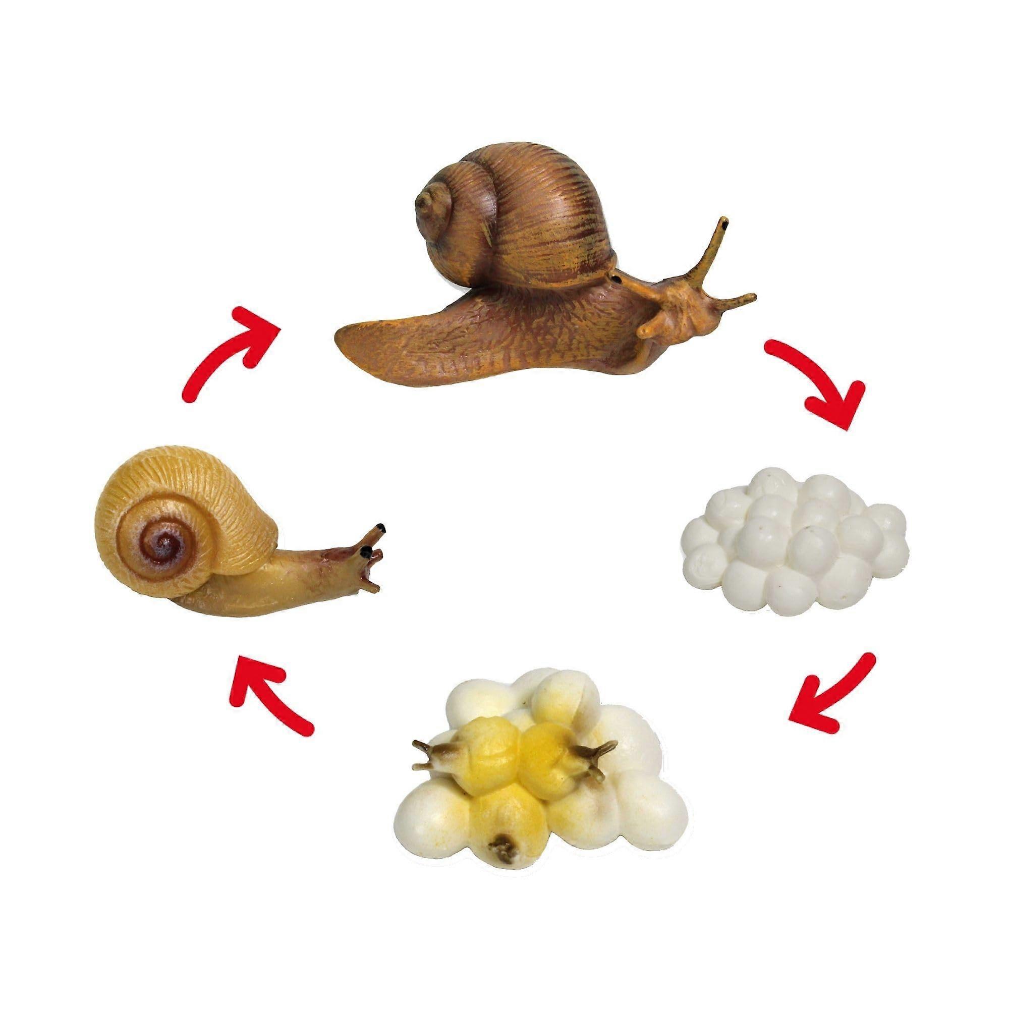 Snail Life Cycle Models for Kids | 4-Stage Development Set with Digital Exercises | Suitable for Ages 4+