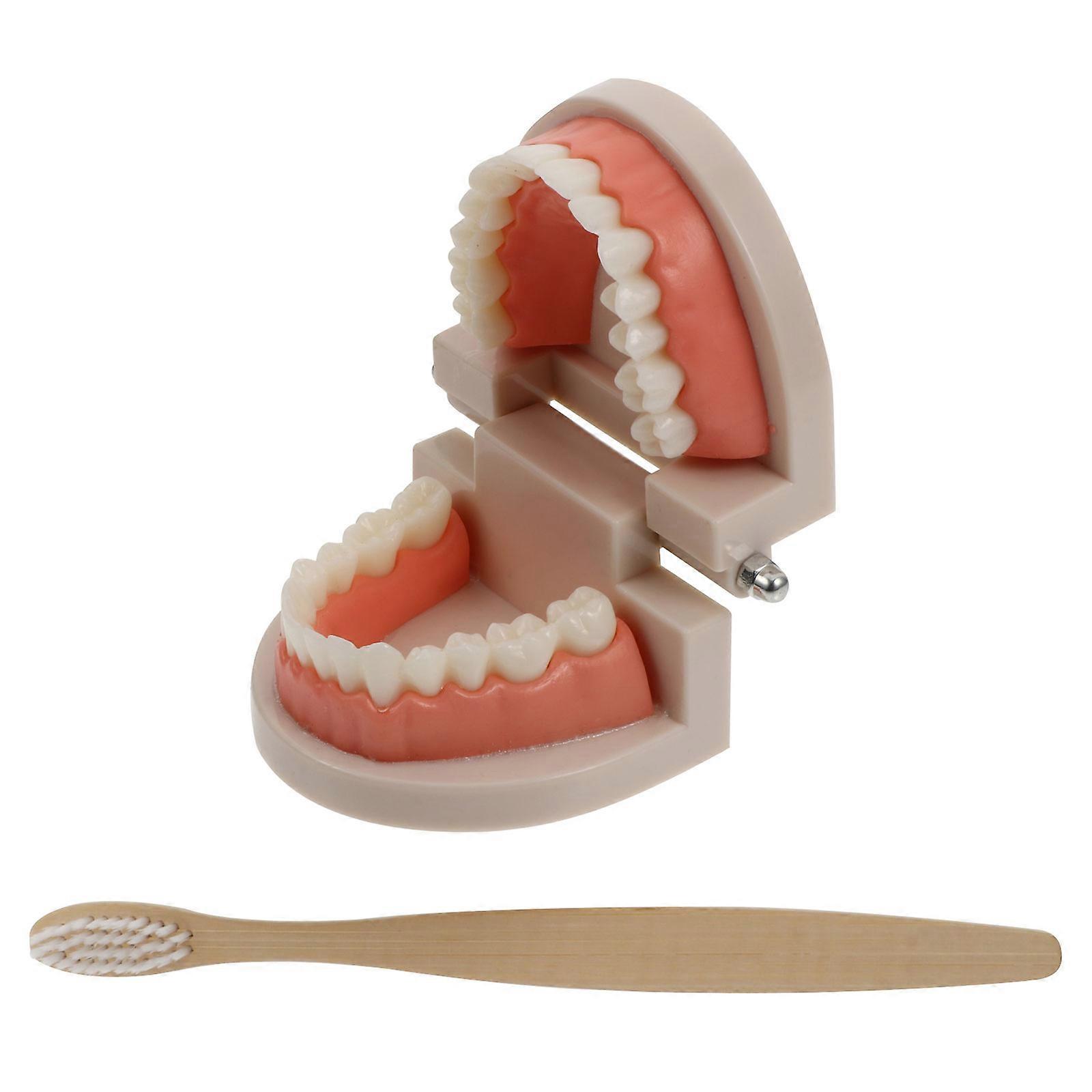 Children Tooth Set For Oral Hygiene Education Assorted Color Square Base Demonstration Model 1 Set