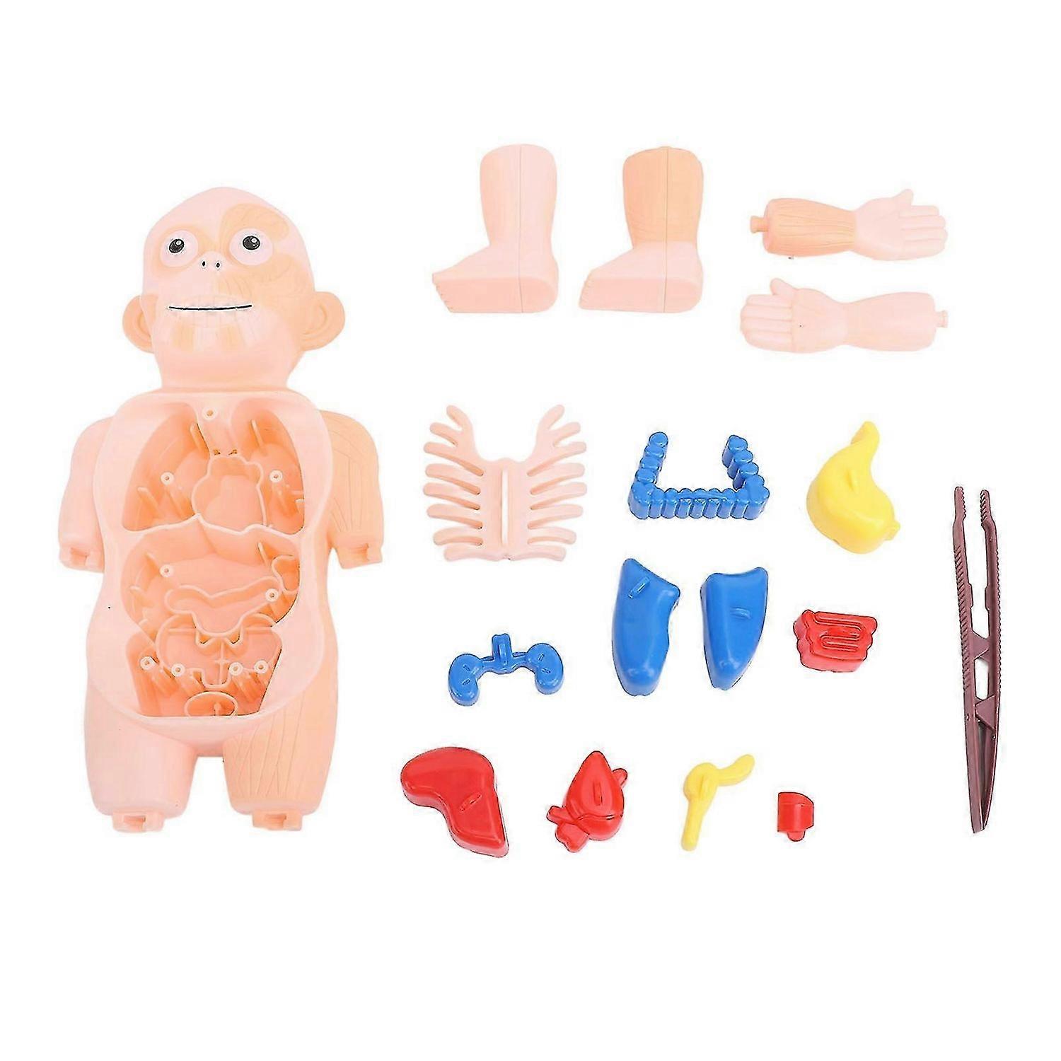 2025 Latest Model Human Body Structure Model Detachable Torso Organ Assembly T...