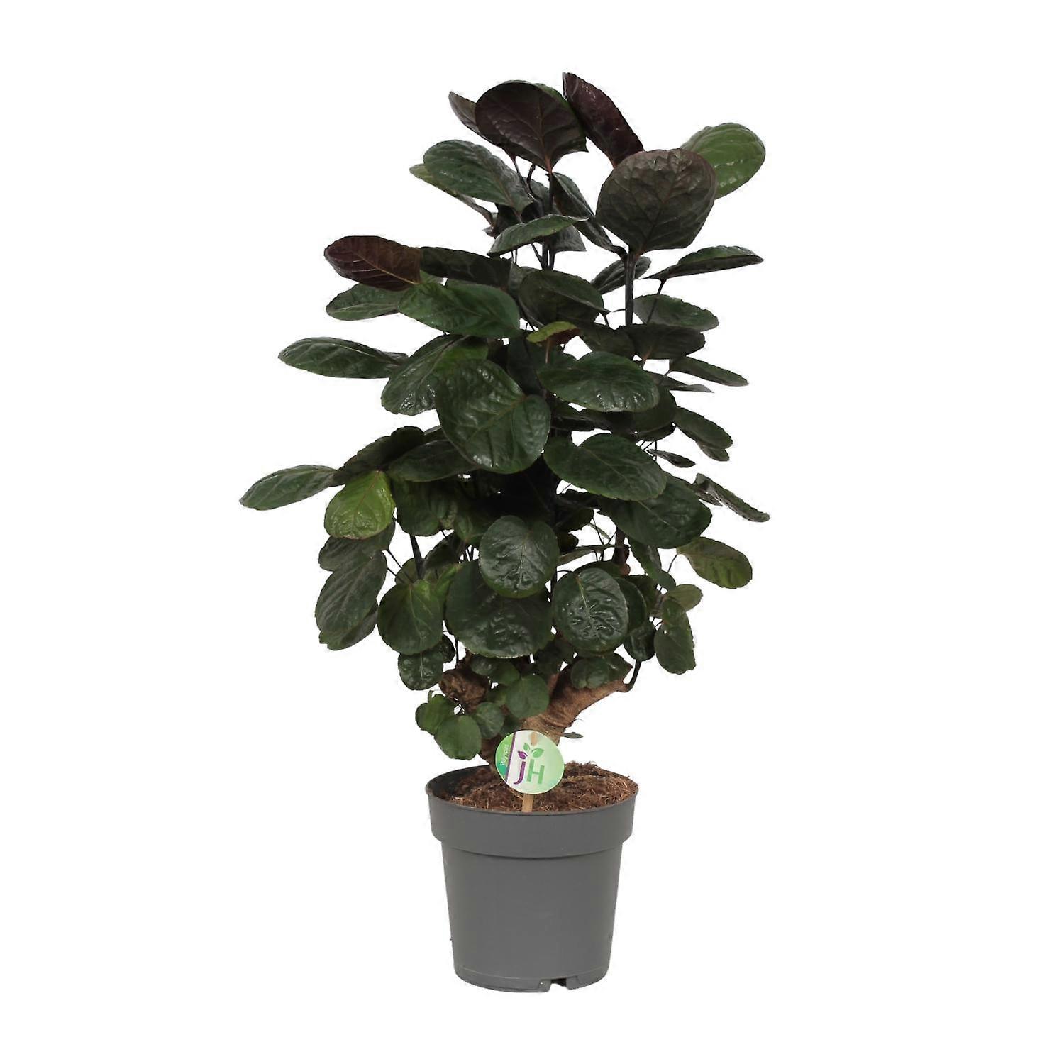 Polyscias Scutellaria Fabian - 50-60cm - Ø19cm