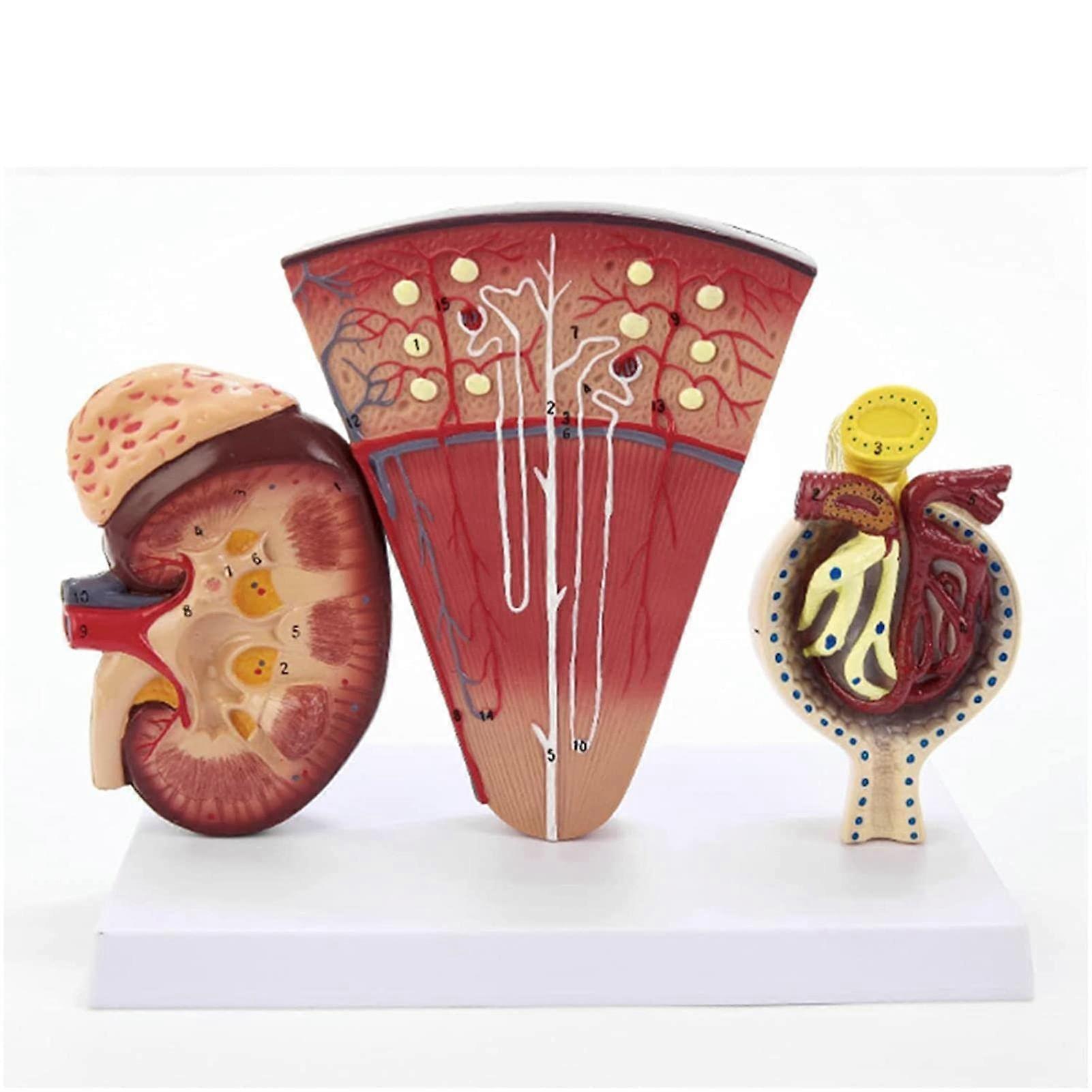 Human Kidney Diseased Anatomical Model for Teaching Students
