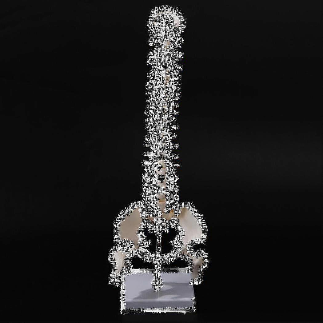 45cm flessibile 1: 1 adulto lombare piegare la colonna vertebrale modello umano scheletro modello con il disco spinale modello bacino