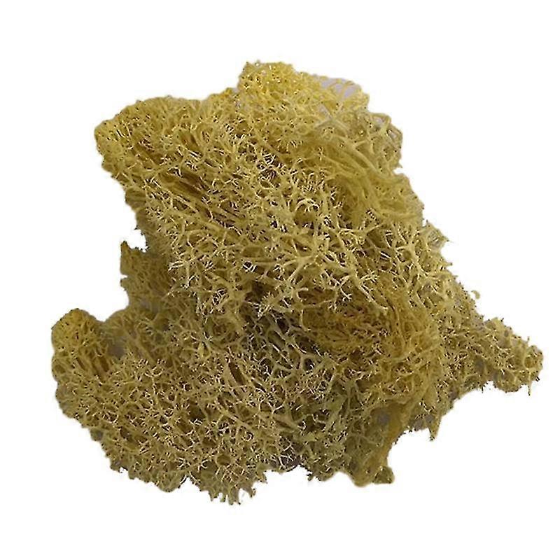 نبات اصطناعي محفوظ زهرة الرنة الطحلب DIY الحرفية حديقة ديكور المنزل