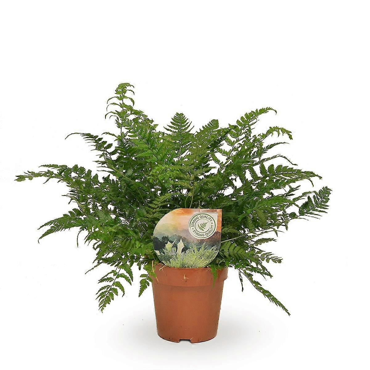 Polystichum Tsussimense / Athyrium - 30cm - Ø12cm