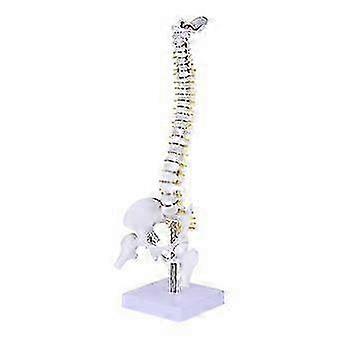 2025 1pc Human Spine Model Human Bone Tailbone Pelvis Model For Training Medical