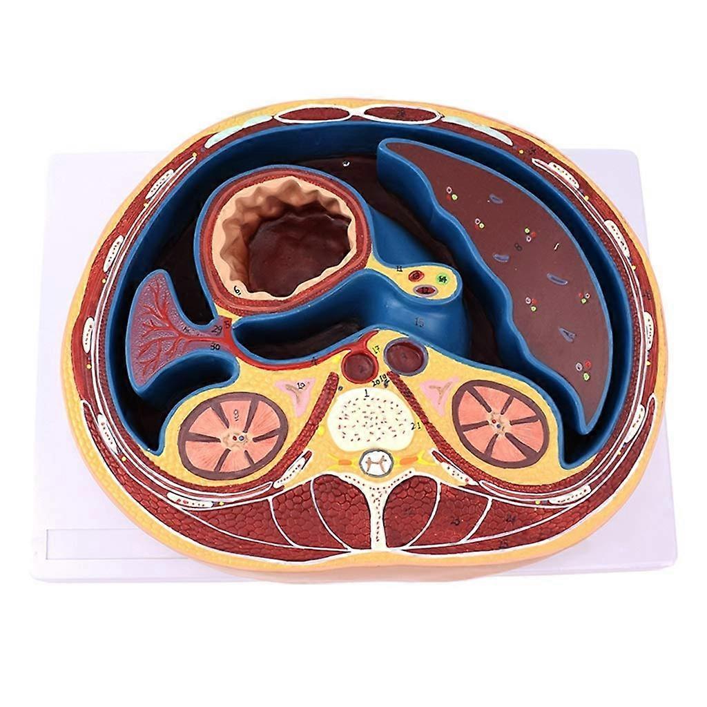 Anatomical Abdomen Model with Accurate CrossSection Display and Numbered Human Organ Sections