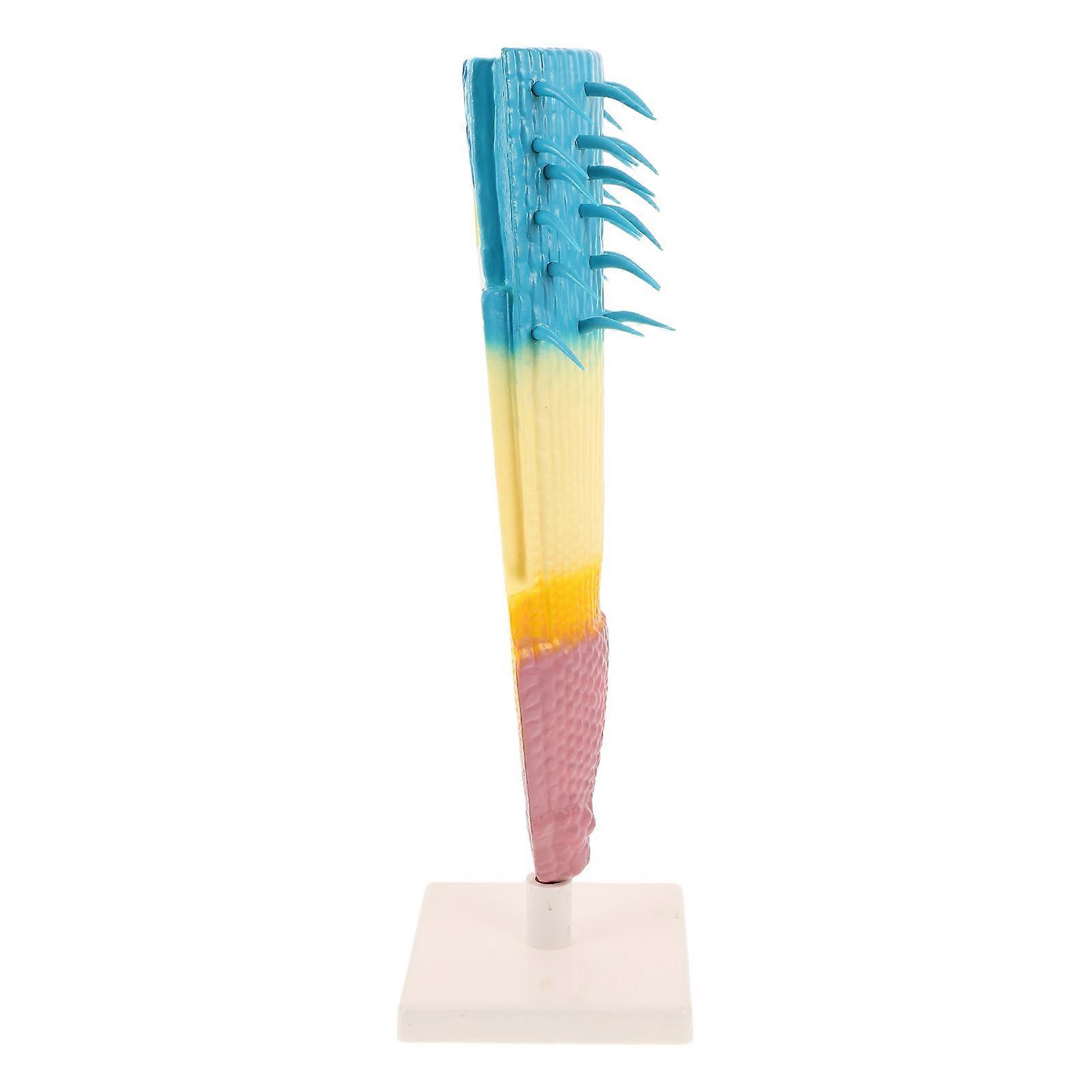 Botany Educational Tool Root Profile Model for Science Learning