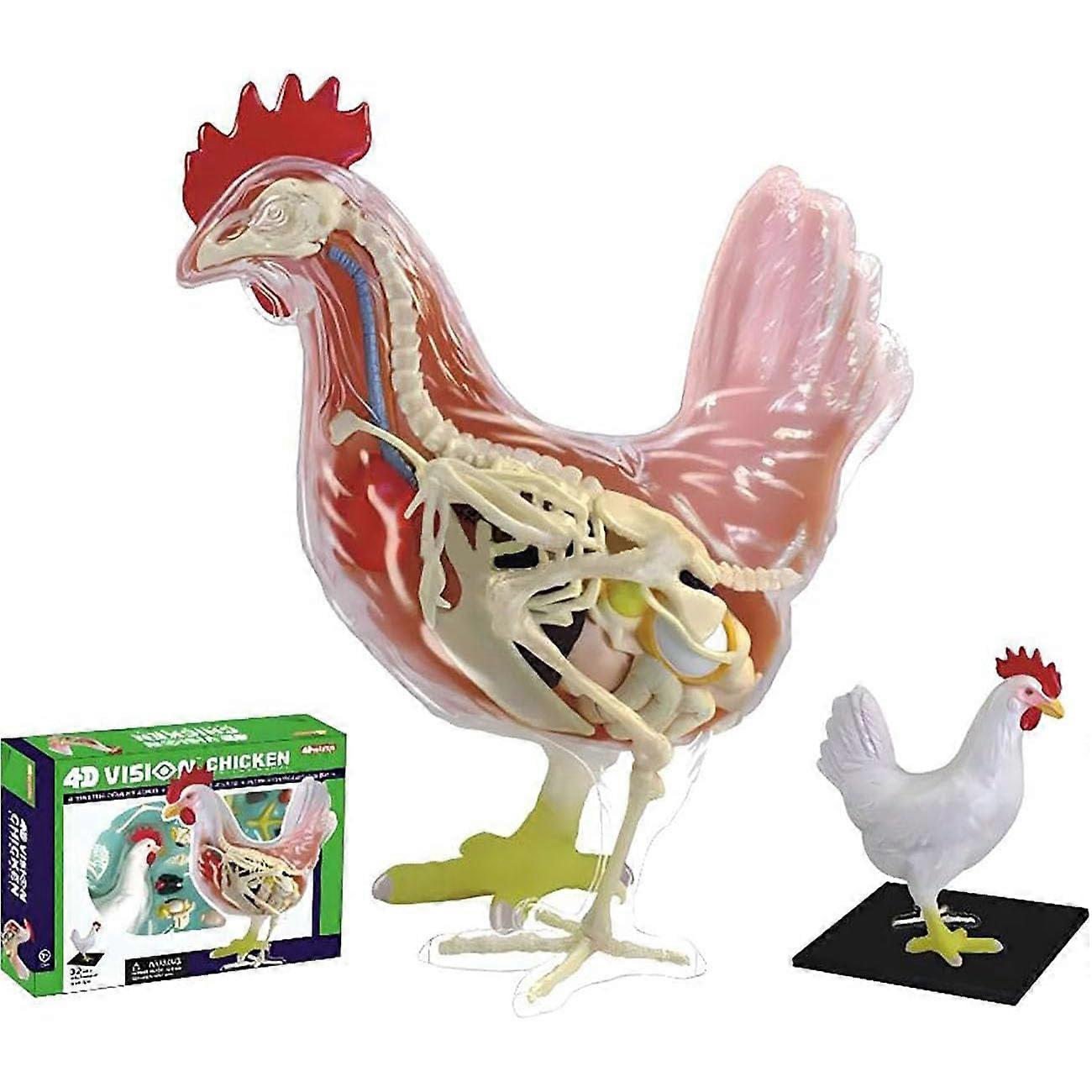 Chicken Anatomical Model,Scientific Animal Anatomical Model,Detachable 32 Parts,4D Biology Teaching Model,16 16 16Cm