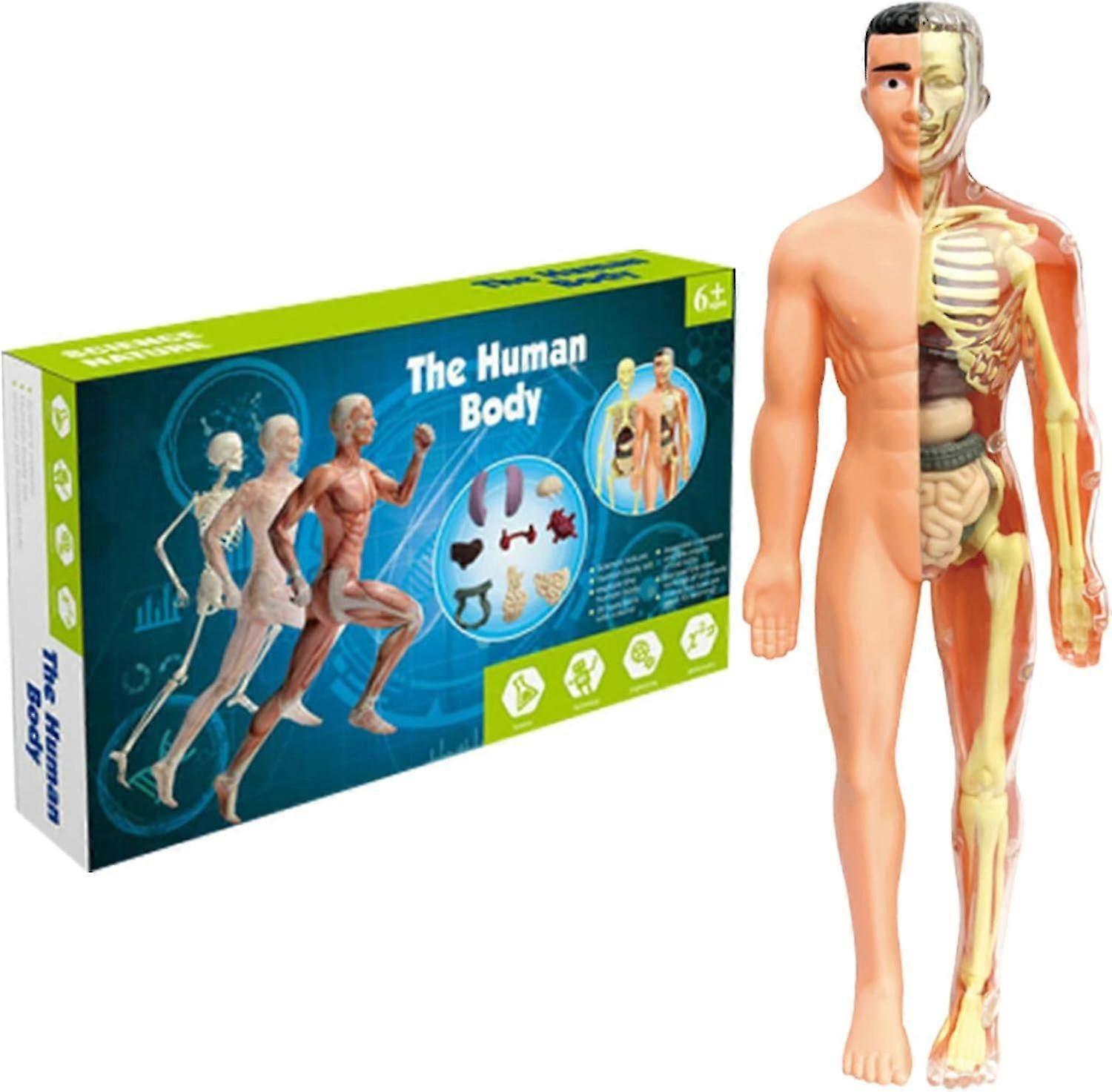3D Human Body Torso Model for Kid Anatomy Model Skeleton, Scientific Anatomical Human Skelton Model with Removable Parts Children Early Learning Toy