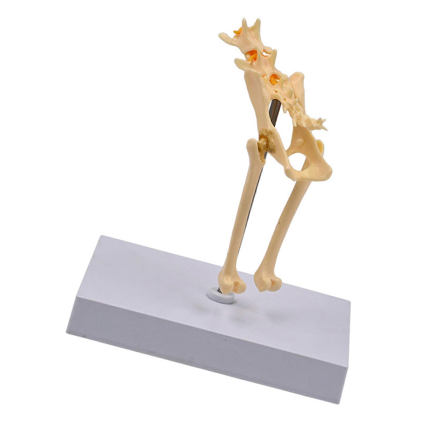 1:1 Cats Pelvis Bone Model Cats Anatomical Model Feline Skeleton Model Medicals Teaching Tool for School Teaching Multicolor