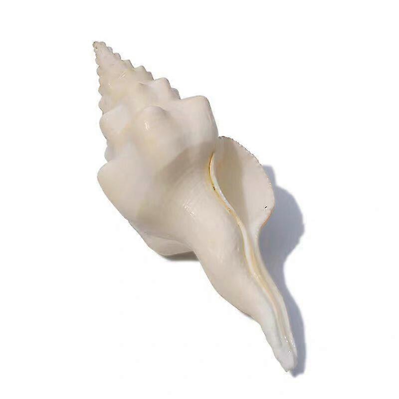 Spiral Chank Shell Natural Seashell For Home Display