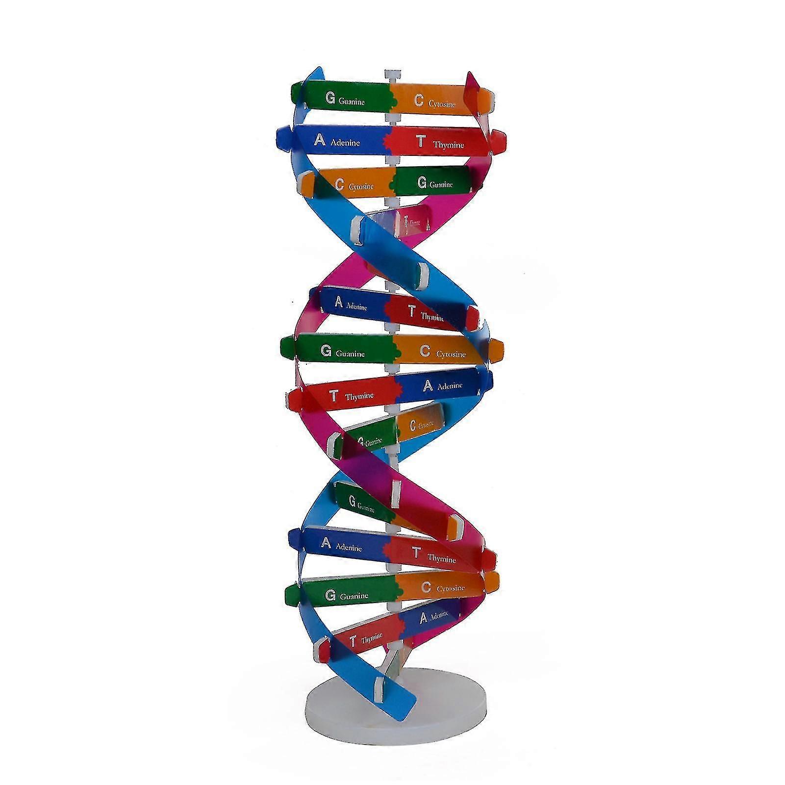 DNA model double helix structure human gene science popularization teaching aid toy