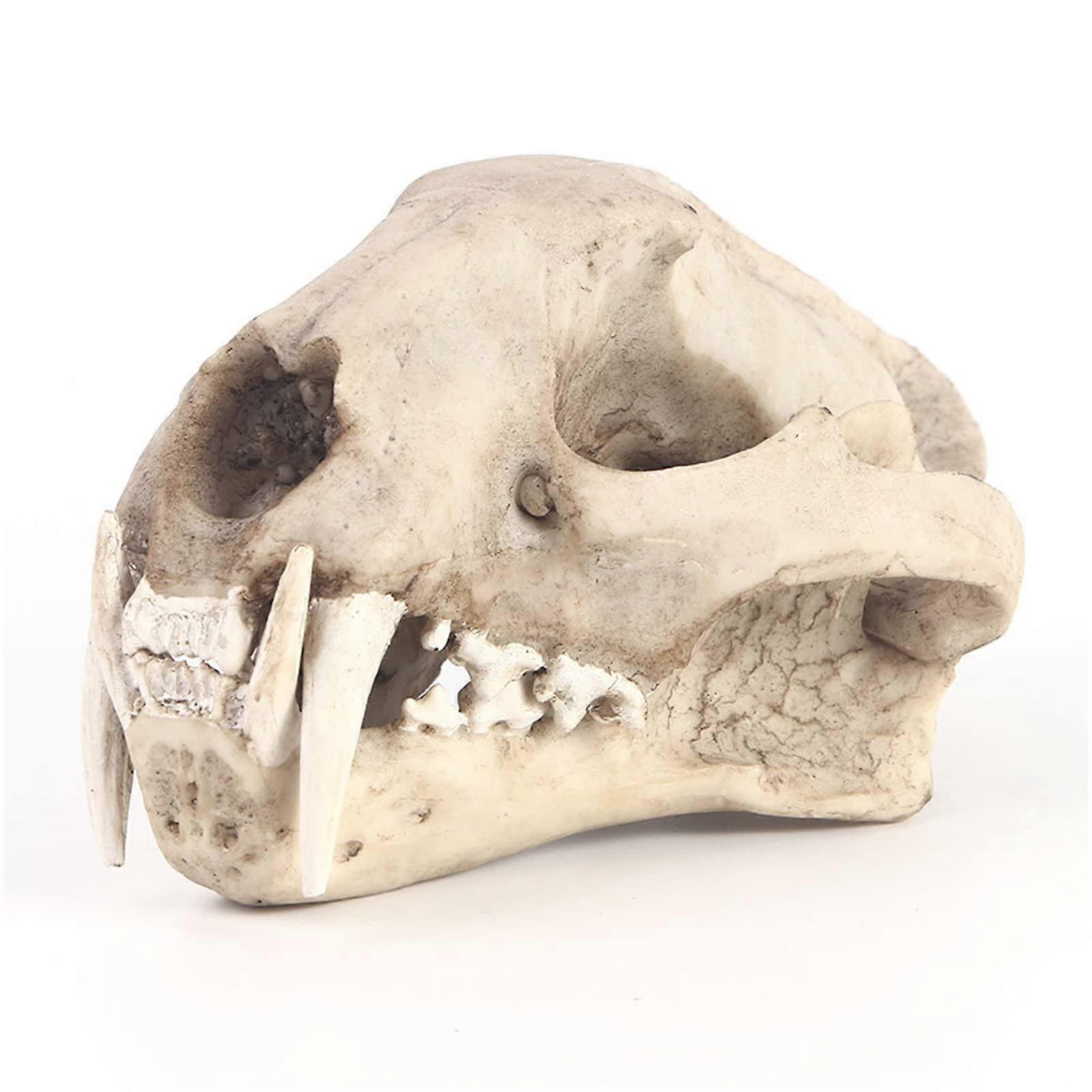Animal Skull Replica Resin Clouded Leopard Skull Model with Realistic Bone Texture for Home Decor